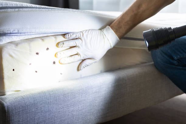 Best Best Pest Control Companies  in Blauvelt, NY