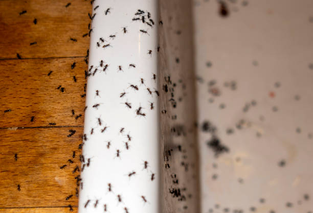 Best Mosquito Control Services  in Blauvelt, NY